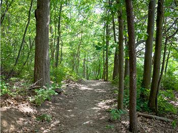 Wooded Area